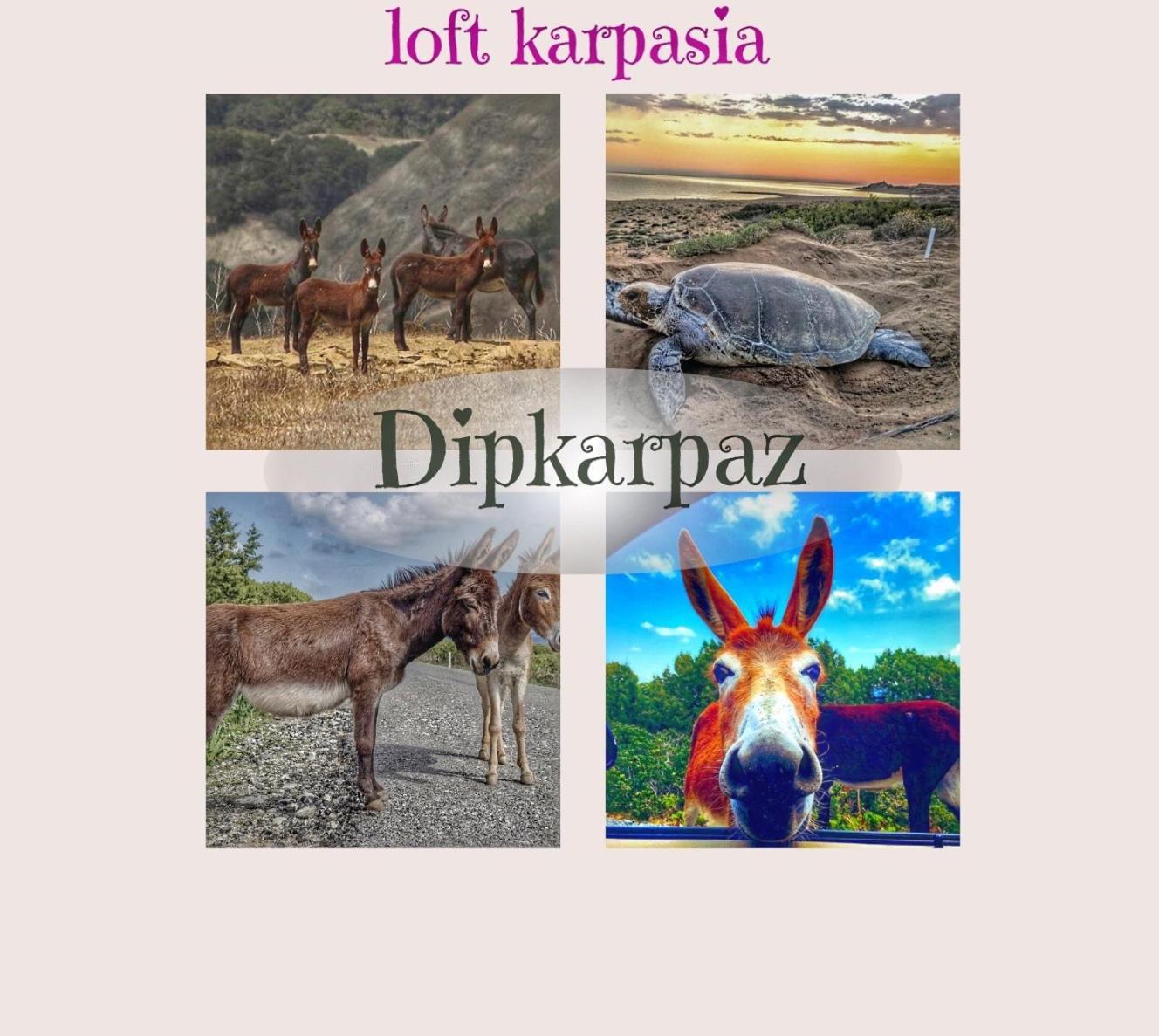 Rizokarpaso Loft Karpasia מראה חיצוני תמונה